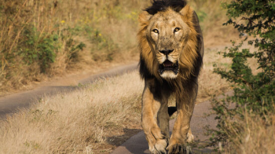 lion-gir-forest-national-park-india