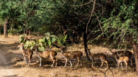 deer-gir-forest-national-park-india
