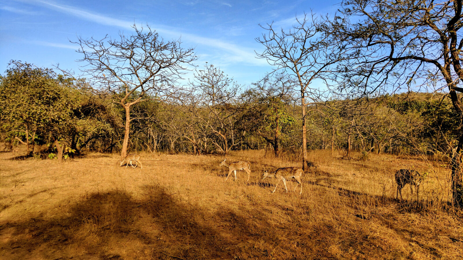 gir-forest-national-park-deer