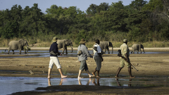 Walking Safari
