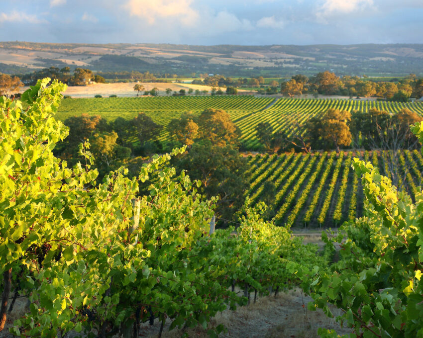 McLaren Vale food and wine tour