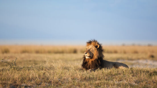 male-lion