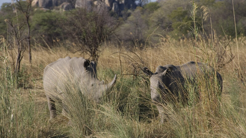 Two young rhinos grazing in a safe distance from a big male. Matopos NP, Zimbabwe