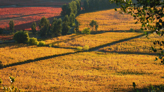A landscape view of a vineyard in autumn with rows of grapevines showing vibrant orange and yellow colors.