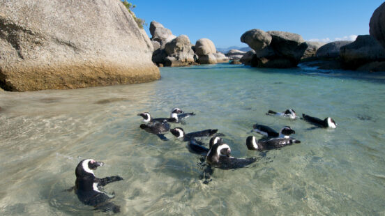 Penguins near the Cape Peninsula, South Africa