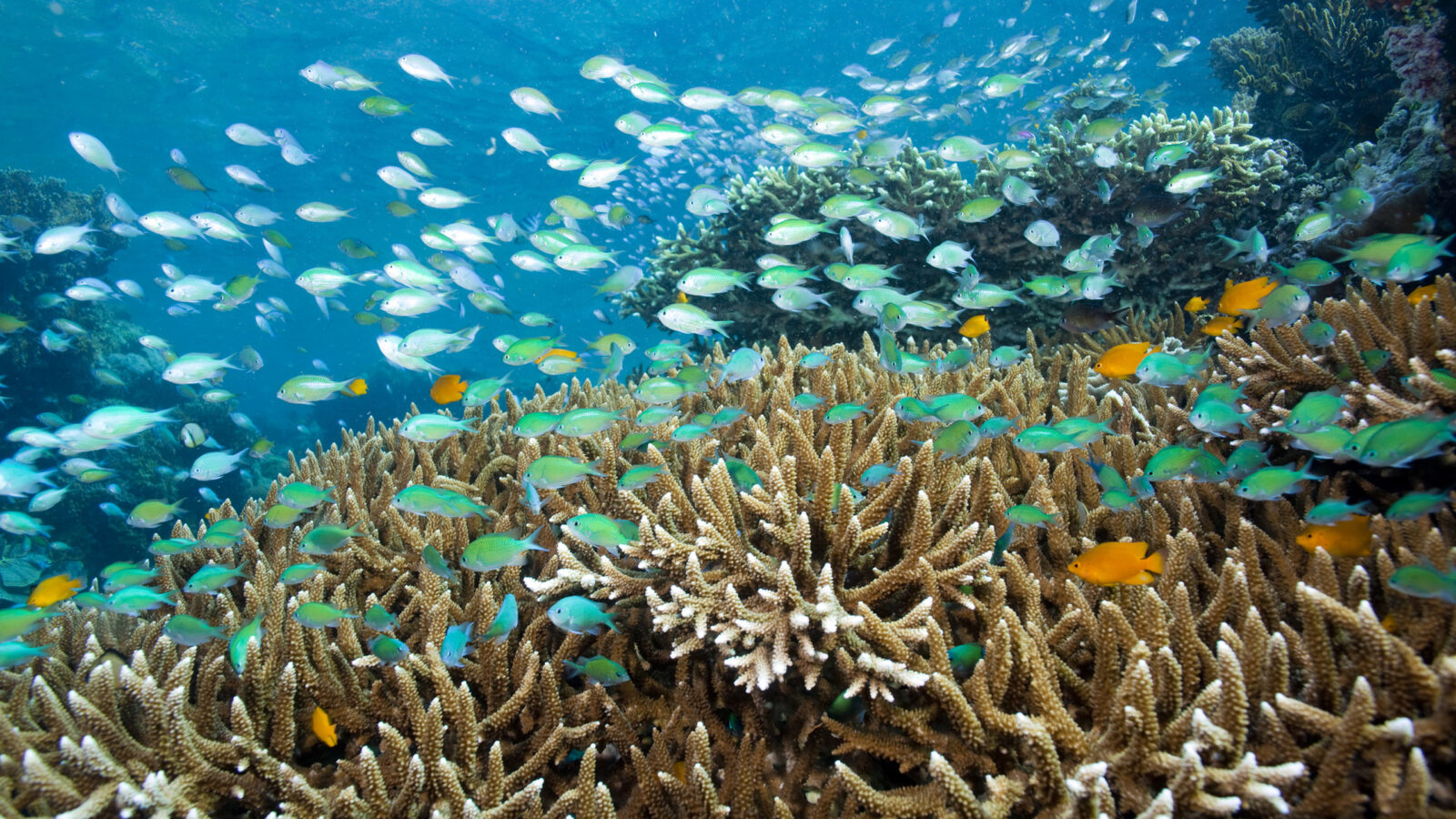 Coral and fish under water at Menjangan Island