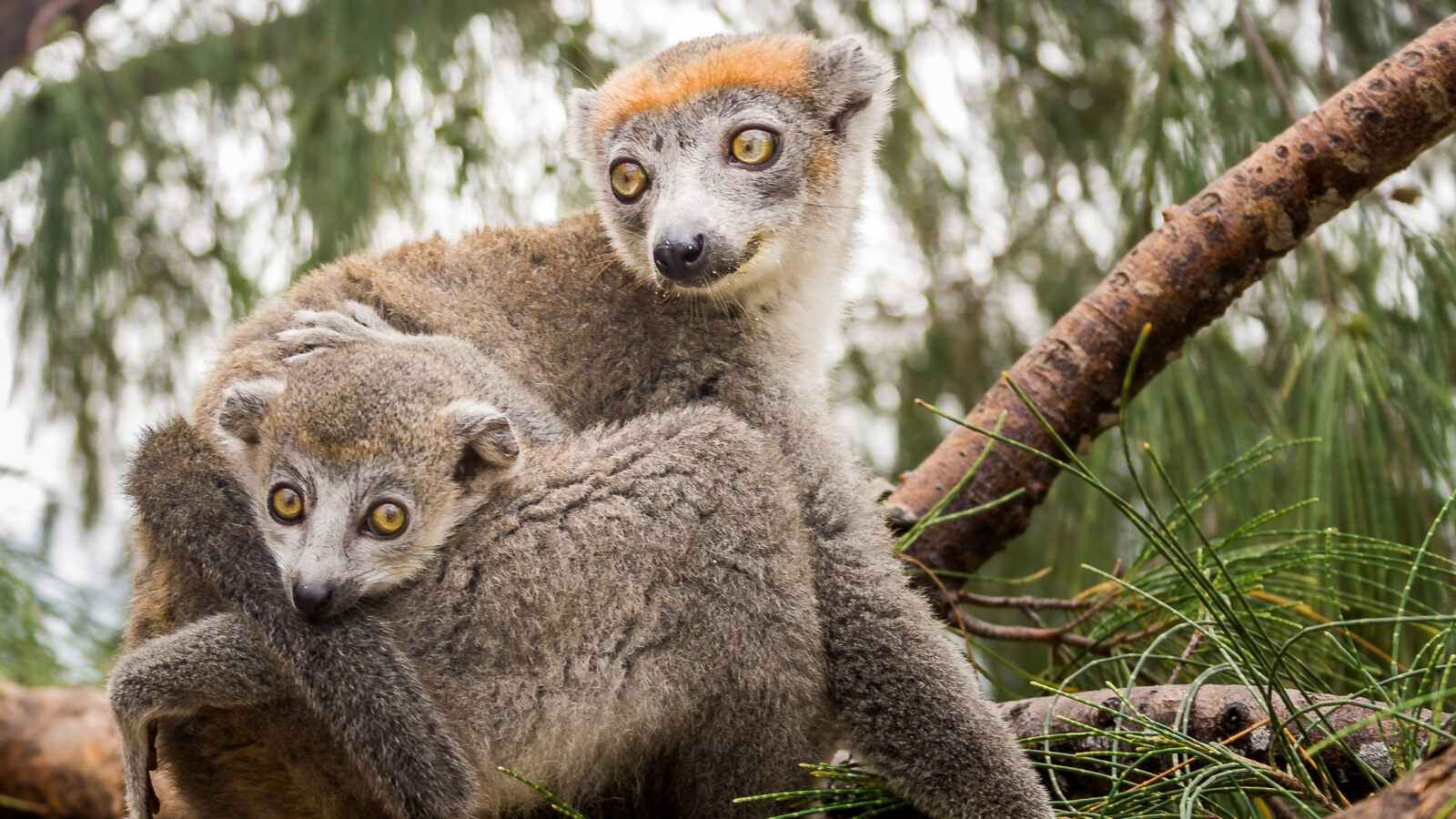 Crowned lemur