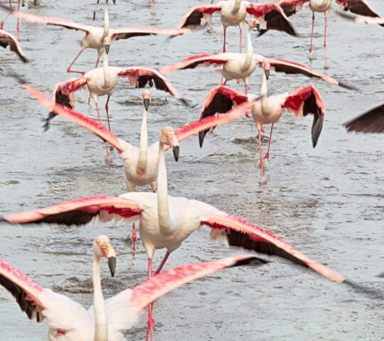 Flamingos take flight in the Camargue