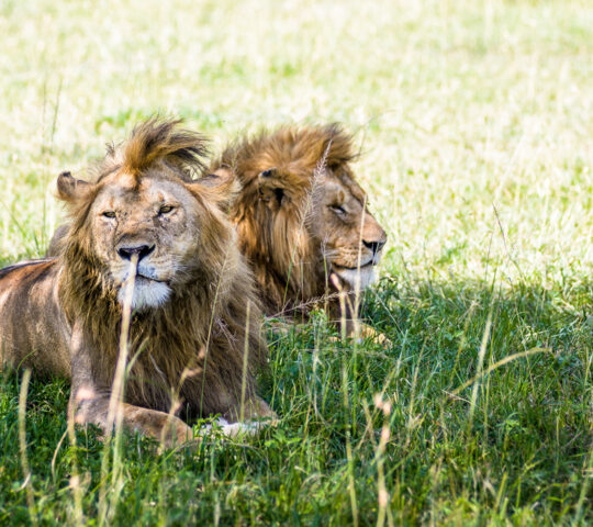 Lions laze at Singita Sabora