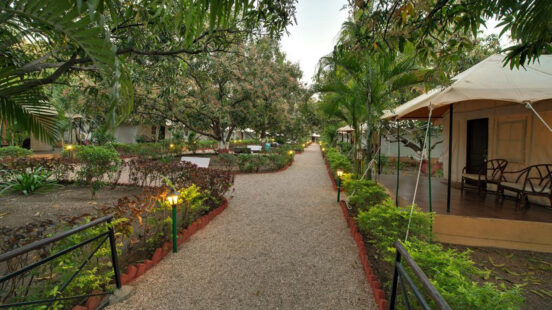 lion-safari-camp-gir-national-park-india