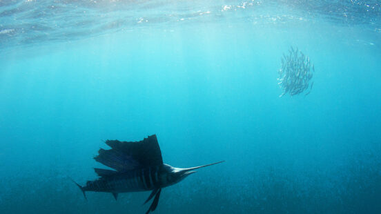 Sailfish, Riviera Maya, Mexico