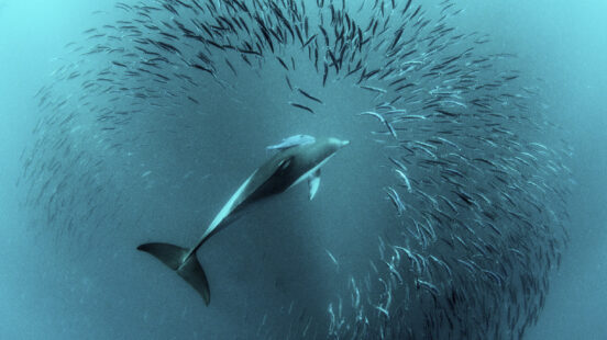 The Sardine Run, Cape Point/KwaZulu Natal, South Africa