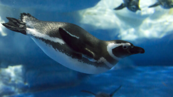 Penguin underwater, Antarctica