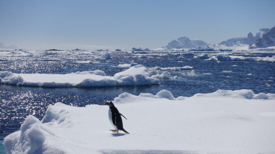 emperor-penguin-antarctica