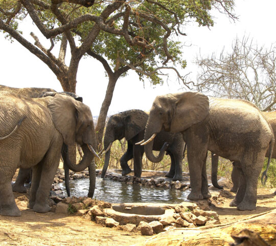 Tarangire game drives