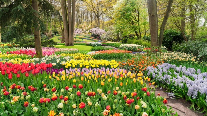 Colourful tulips in a spring garden in Amsterdam