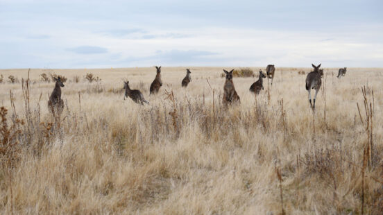 Kangaroos in the plains