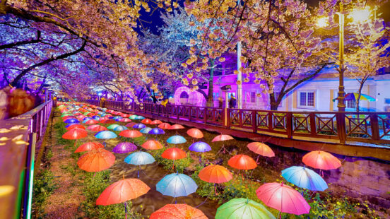 sakura-flowers-busan-south-korea