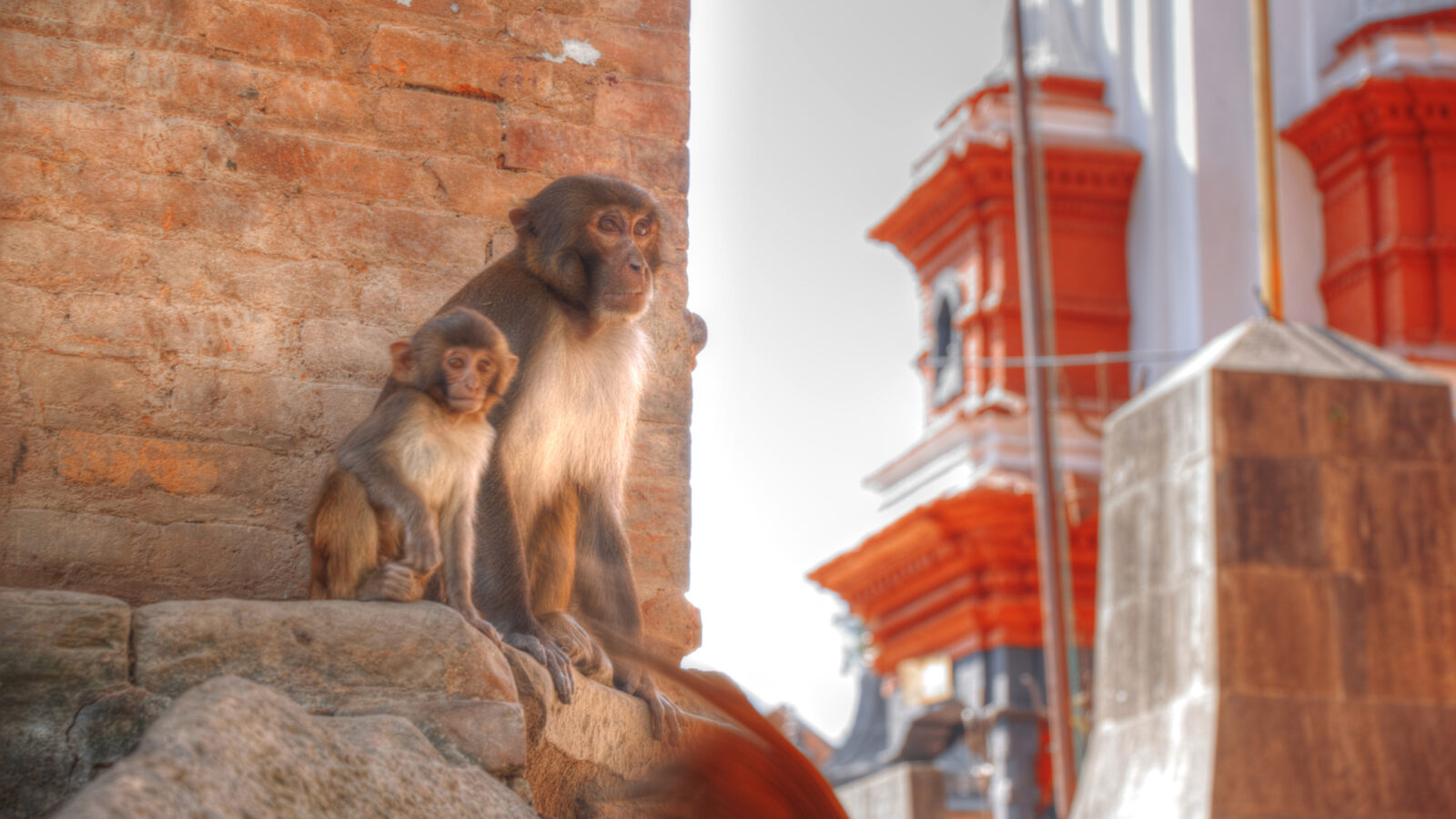 pashupatinath-monkeys