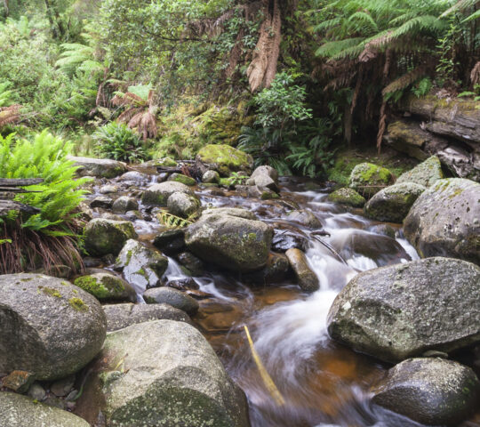 Visit Evercreech Forest Reserve