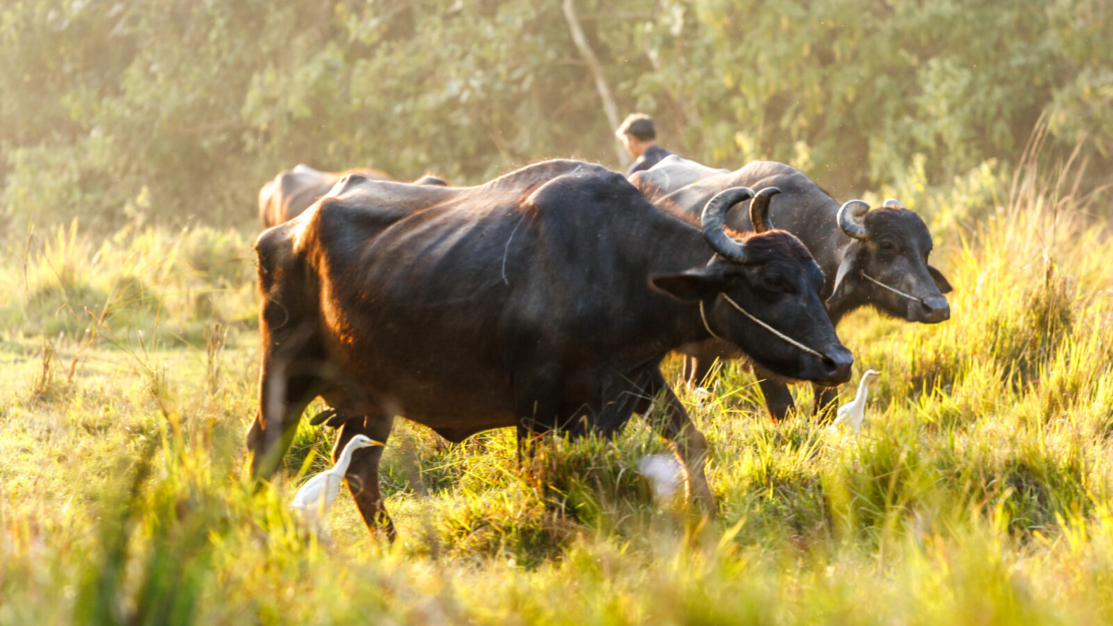 chitwan-buffalo