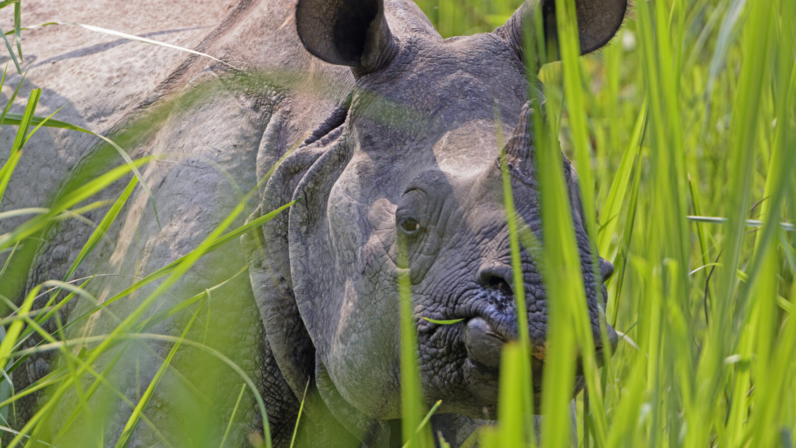 chitwan-rhino
