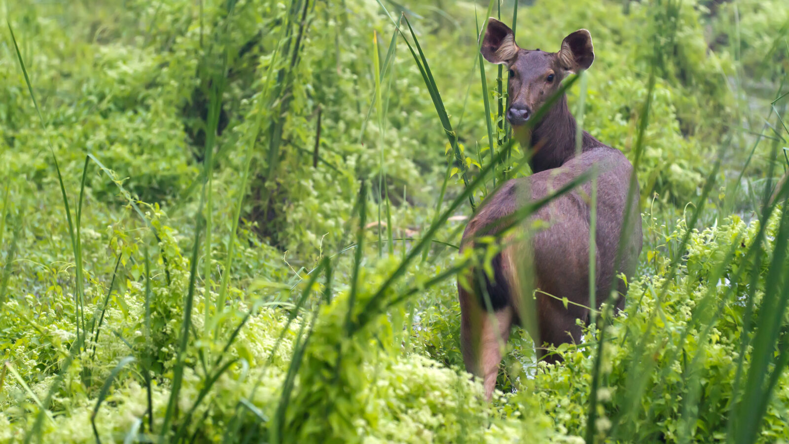 sambar-deer-chitwan