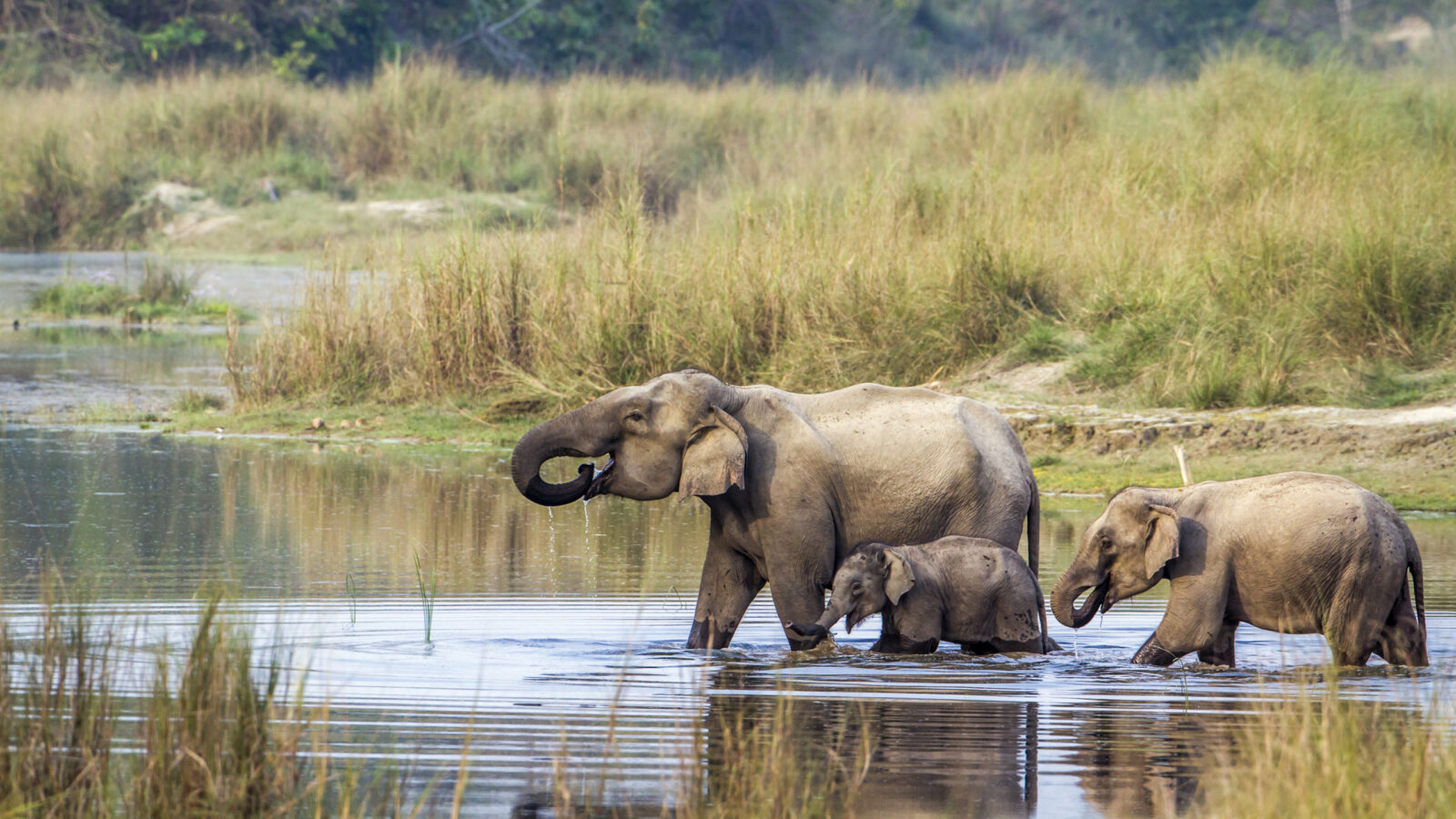 bardia-national-park-nepal-elephants