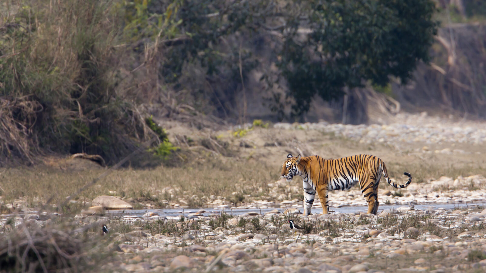 bardia-national-park-nepal-tiger