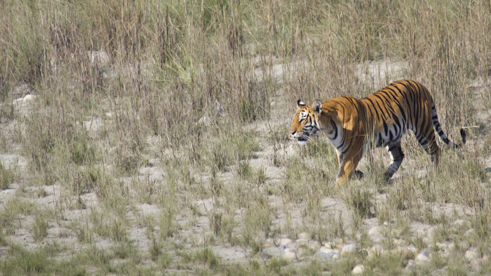 bardia-national-park-nepal-tiger