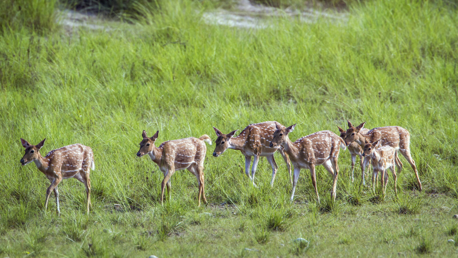 bardia-deer