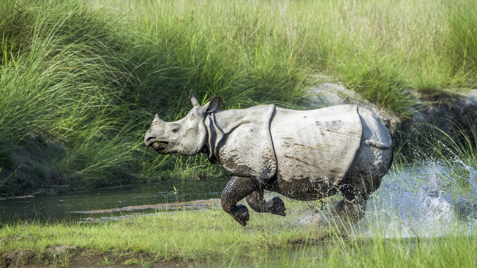 bardia-rhino