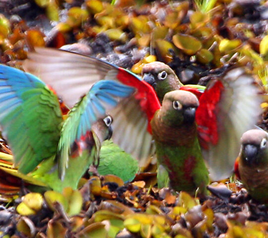 Birdlife at Caiman Ecological Refuge