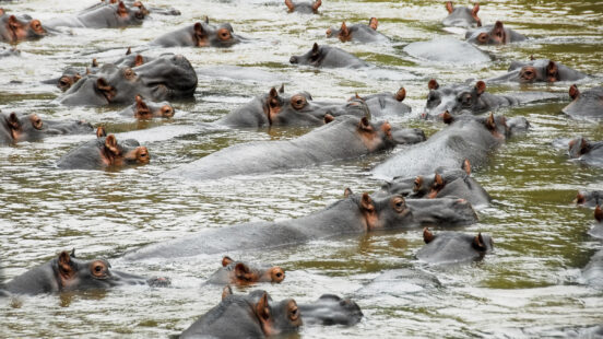 hog-national-park-uganda