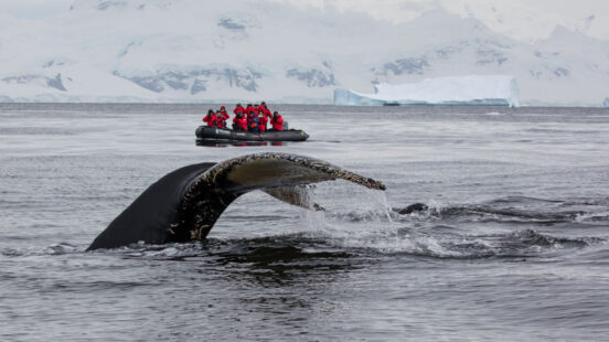 whale-passengers-antarctic-peninsula