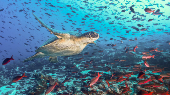 turtle-fish-underwater-galapagos-islands