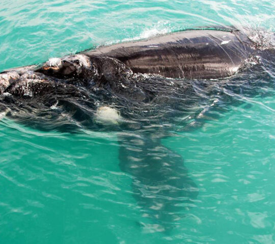 Marvel at gigantic whales off the coast