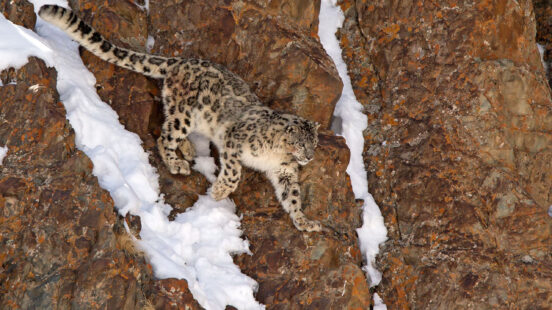 snow-leopard-ladakh-india