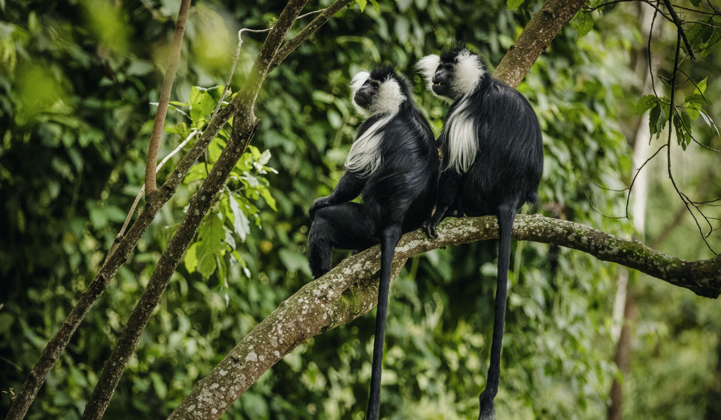 Safari in Nyungwe