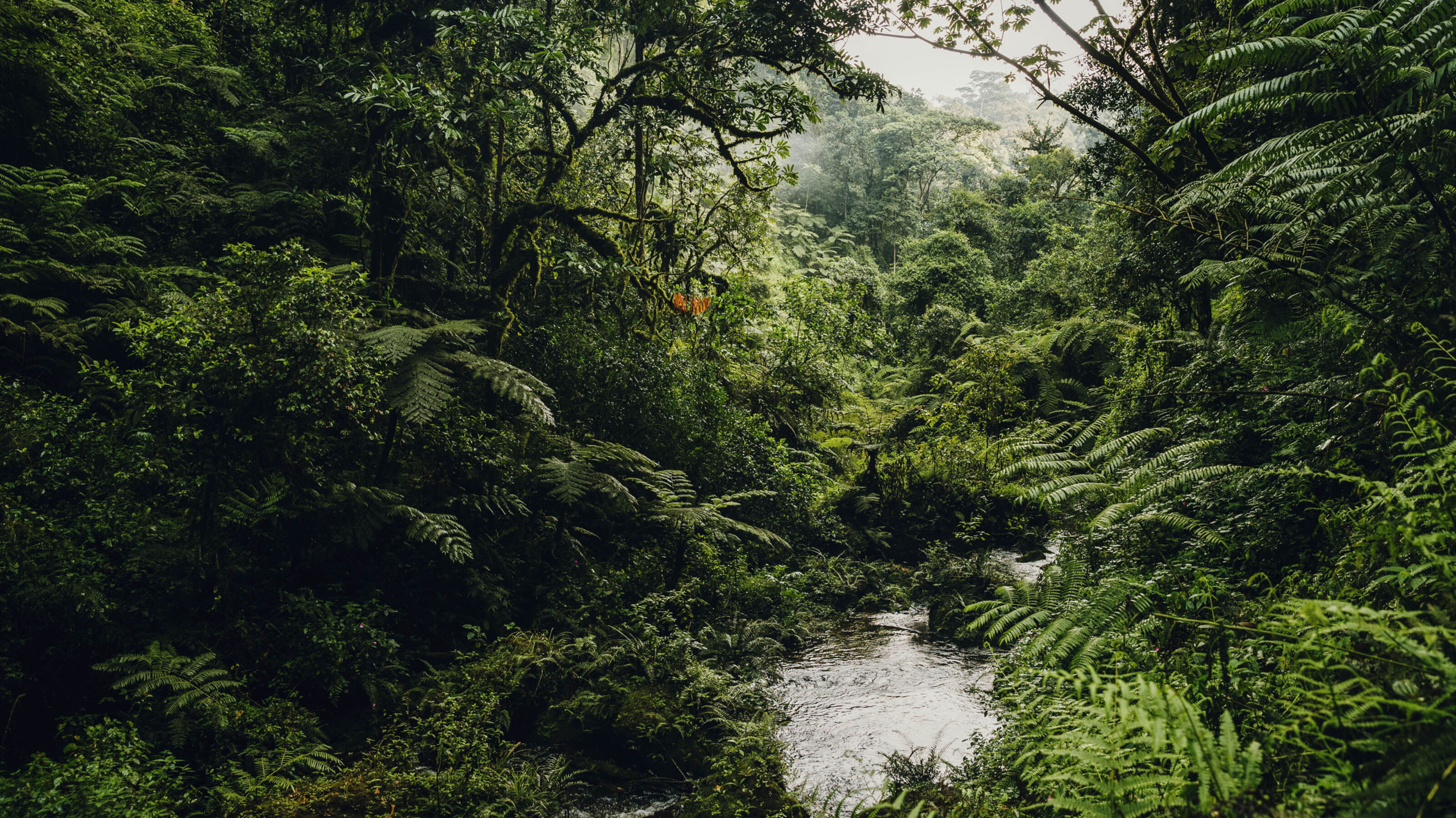 Luxury Rwandan Primate Adventure