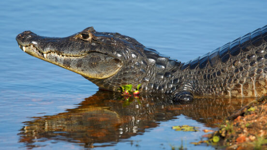 The head and back of a dark caiman emerge from clear blue water near a muddy shoreline.