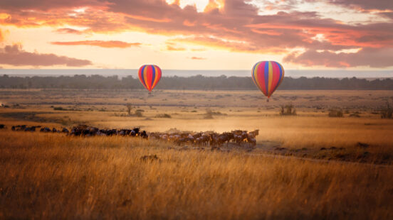 Luxury Africa Safari Sunrise over the Maasai Mara, with a pair of low-flying hot air balloons and a herd of wildebeest below in the typical red oat grass of the region, in Kenya during the annual Great Migration.