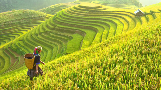 Luxury Thailand Tours - Rice terraces in Vietnam