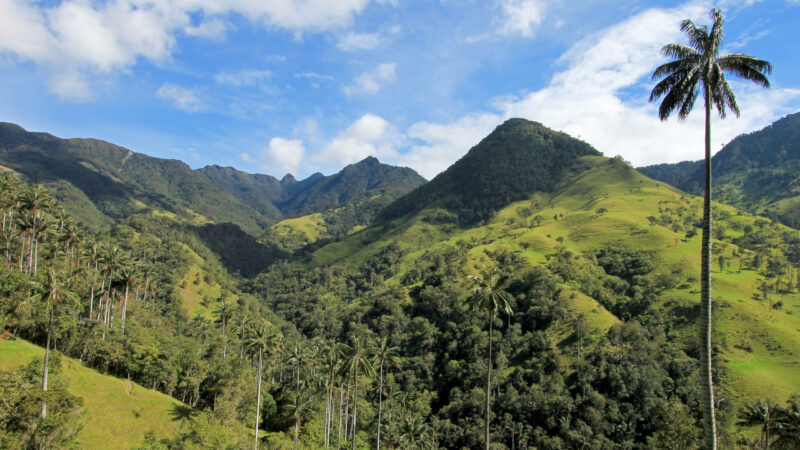 Landscape of wax palm trees in Cocora Valley near Salento, Colombia, South America