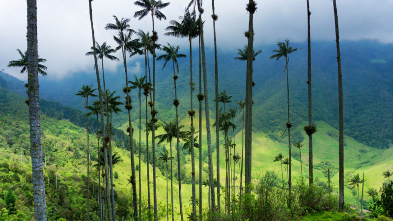 Wax palm trees and looking down into Cocora Valley near Salento, Colombia