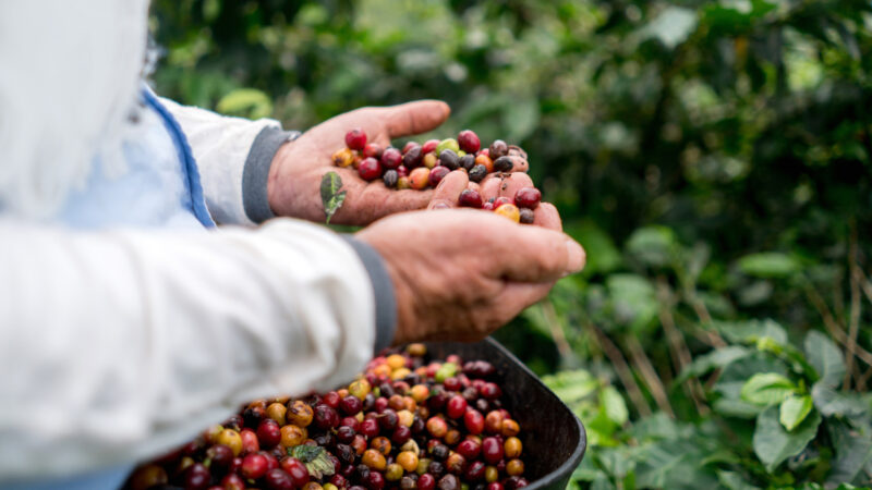 Close-up on hands of a farmer collecting coffee beans at a farm and harvesting the crop