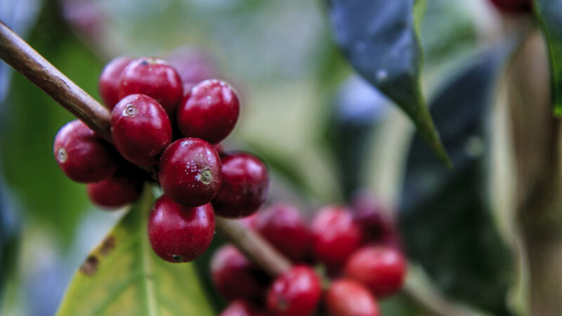 Red coffee beans ready to harvest in a tree