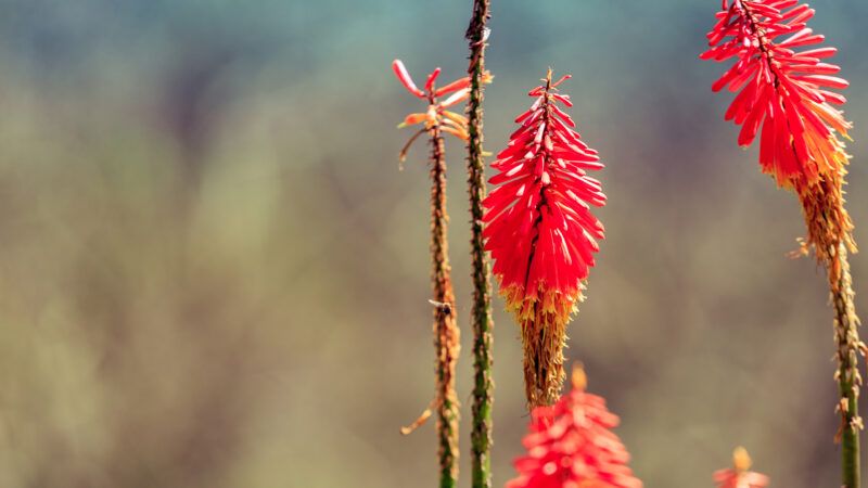 Kniphofia flowers, close up, focus on flowers, bokeh, colombia, cocora valley, latin america