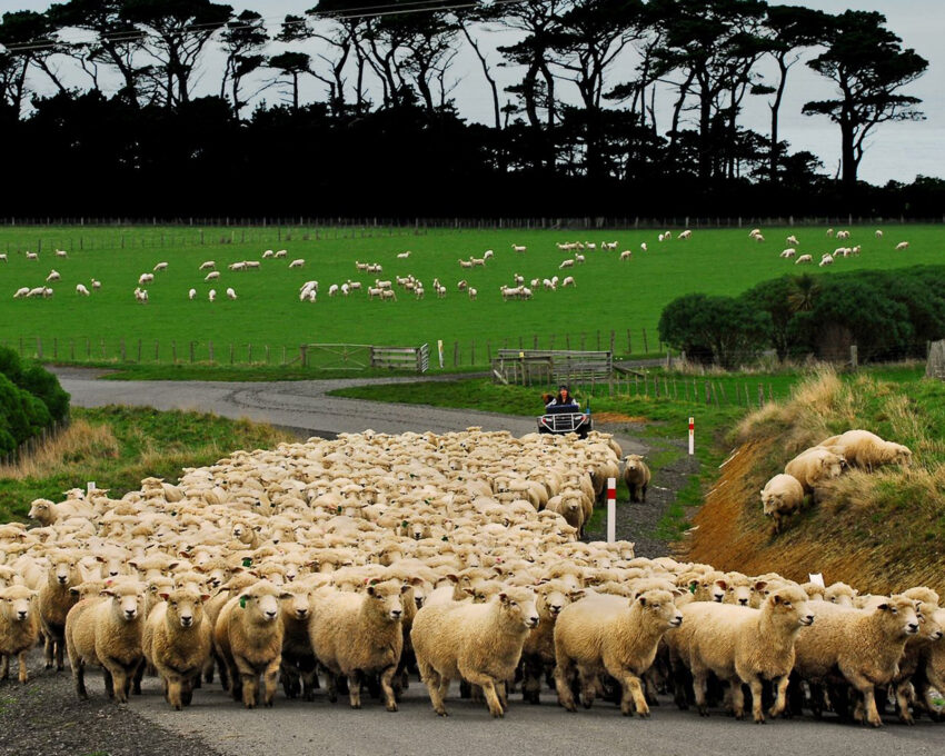 Wharekauhau Country Estate: Farm Tour