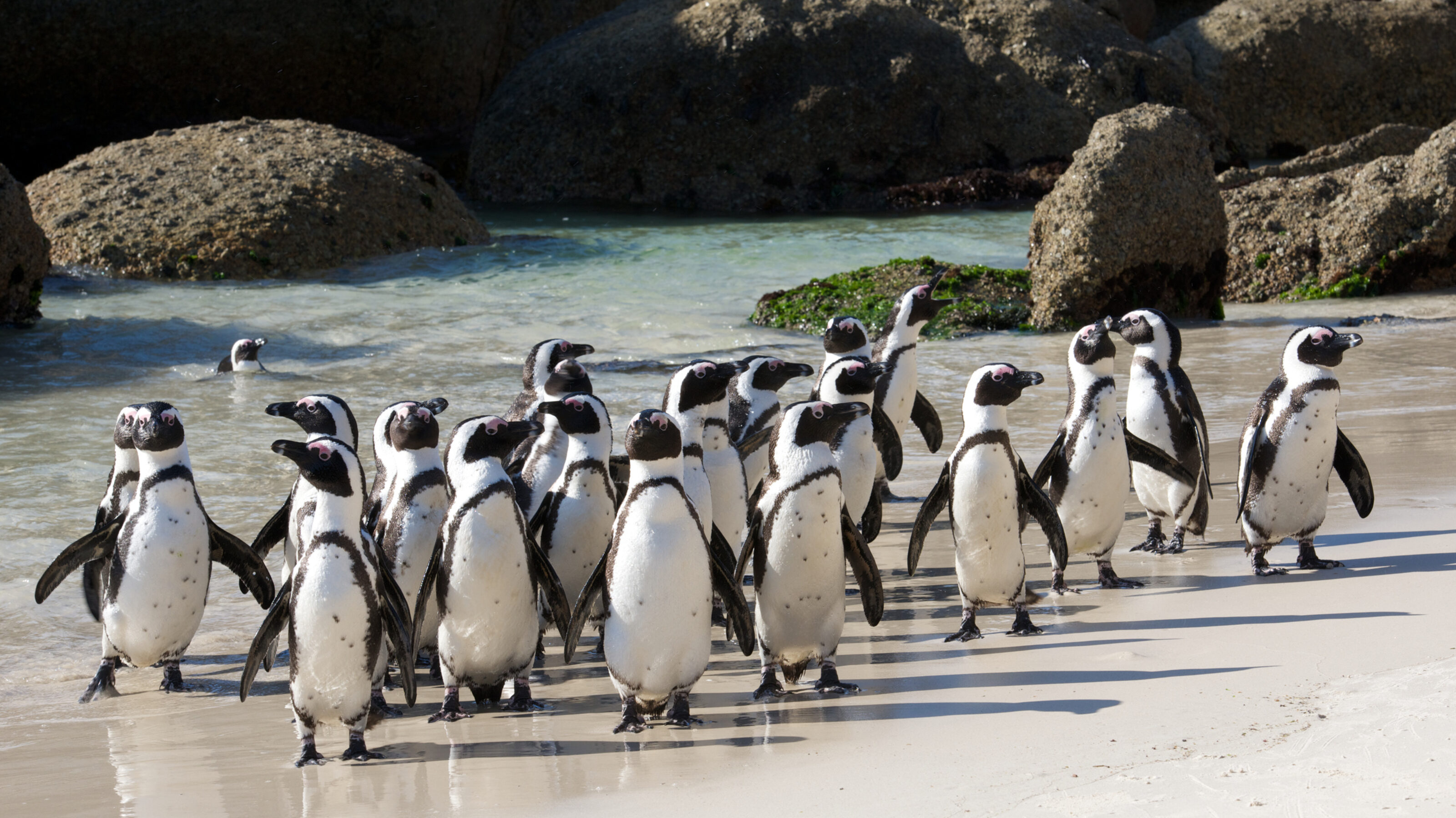 A group of penguins on Boulders Beach in Cape Town.